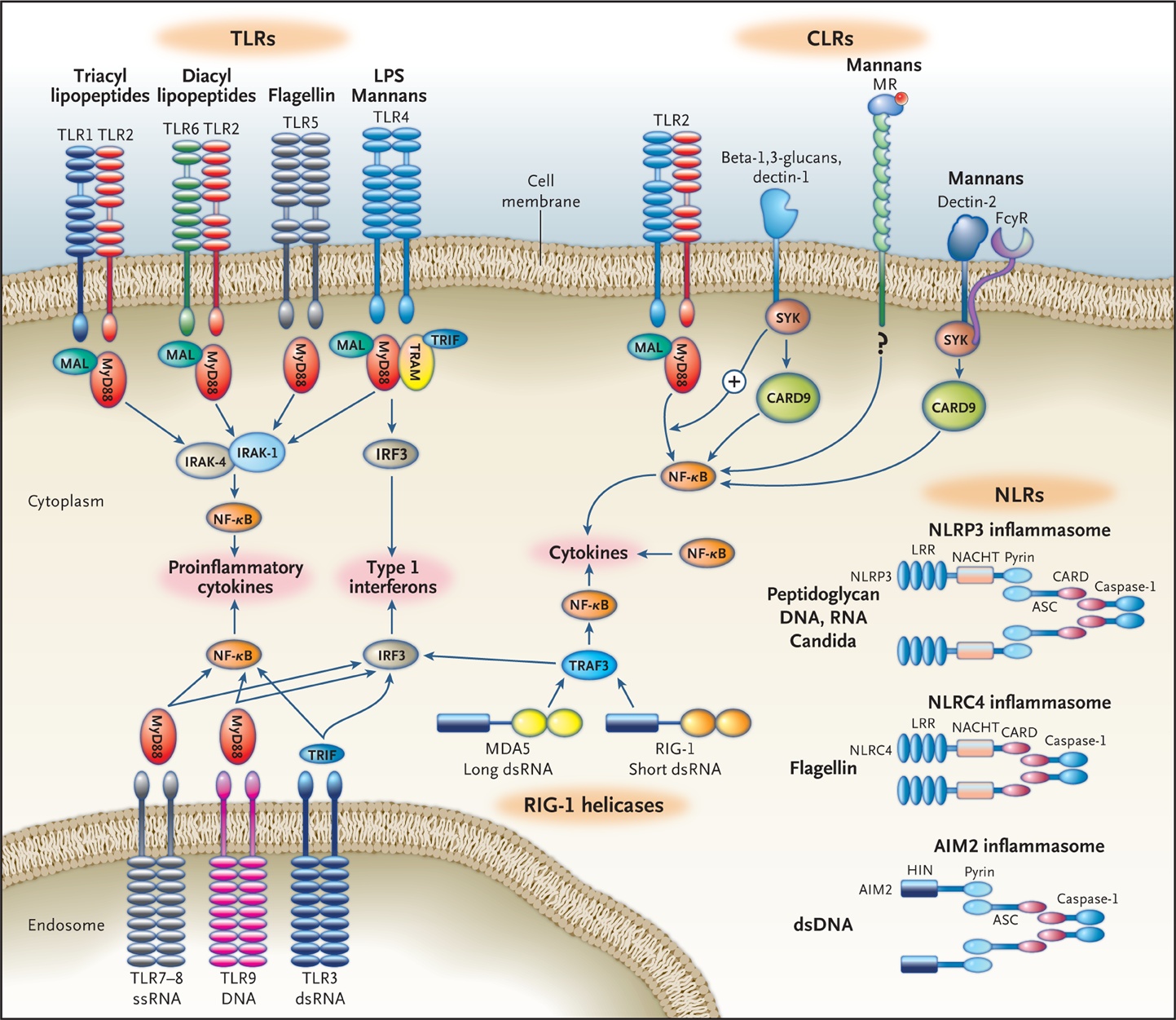 Figure 1. The Four Major Classes of Pattern-Recognition Receptors and Their Most Important Ligands.