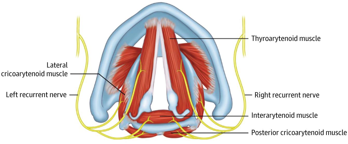 Figure 1. Intrinsic Laryngeal Muscles Innervated by the Recurrent Laryngeal Nerve