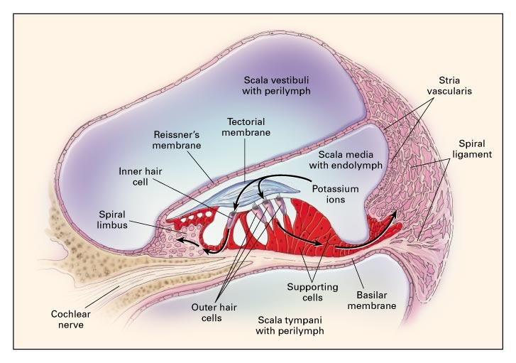 ST-11. Table 6: American Joint Committee on Cancer (AJCC) TNM Staging System for the Nasal Cavity and Paranasal Sinuses (8th ed., 2017) — NCCN Guidelines® — Head and Neck Cancers p. 139 (v1.2026)
