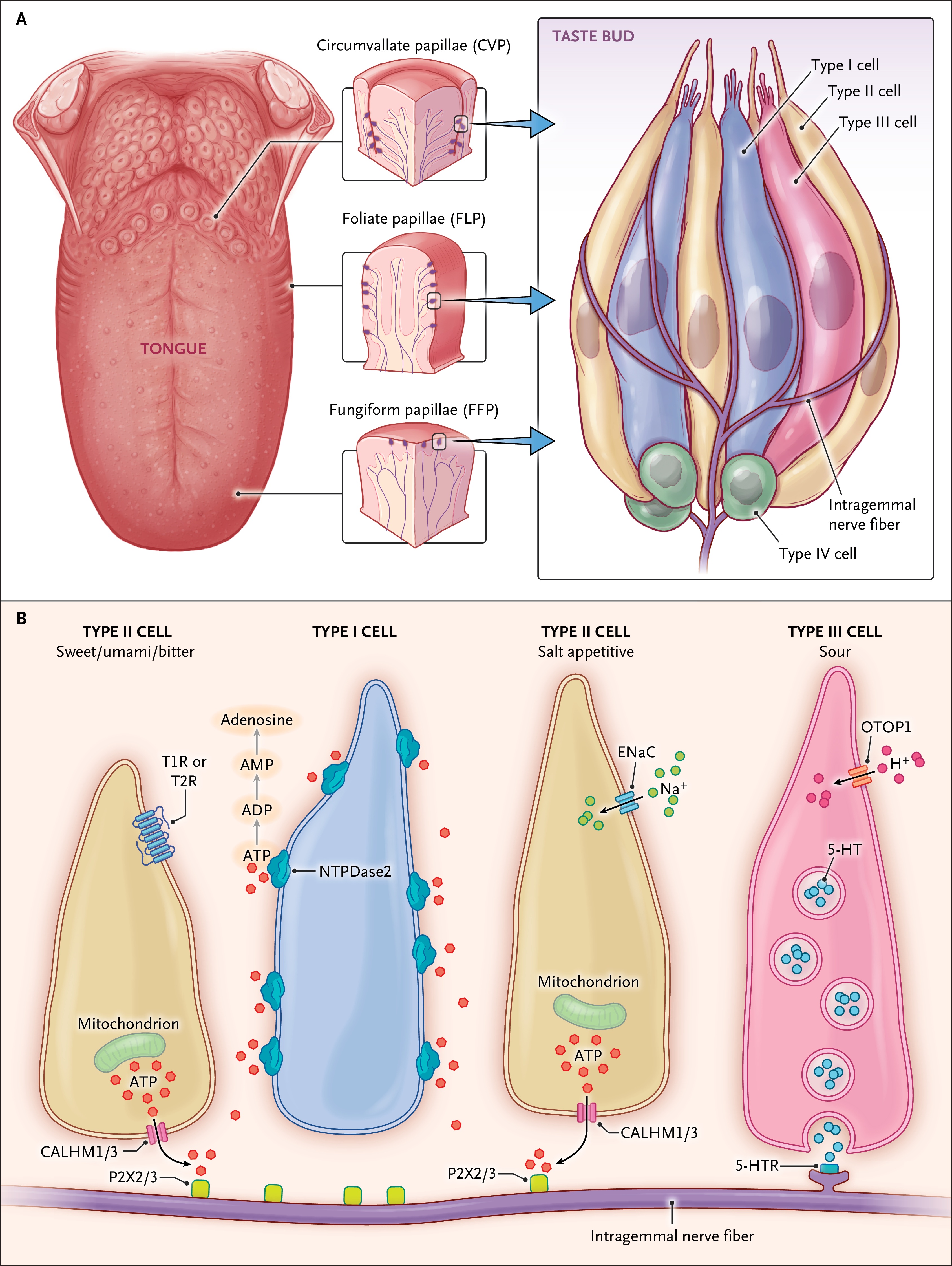 Figure 1. Anatomy and Physiology of the Tongue and Taste Buds.