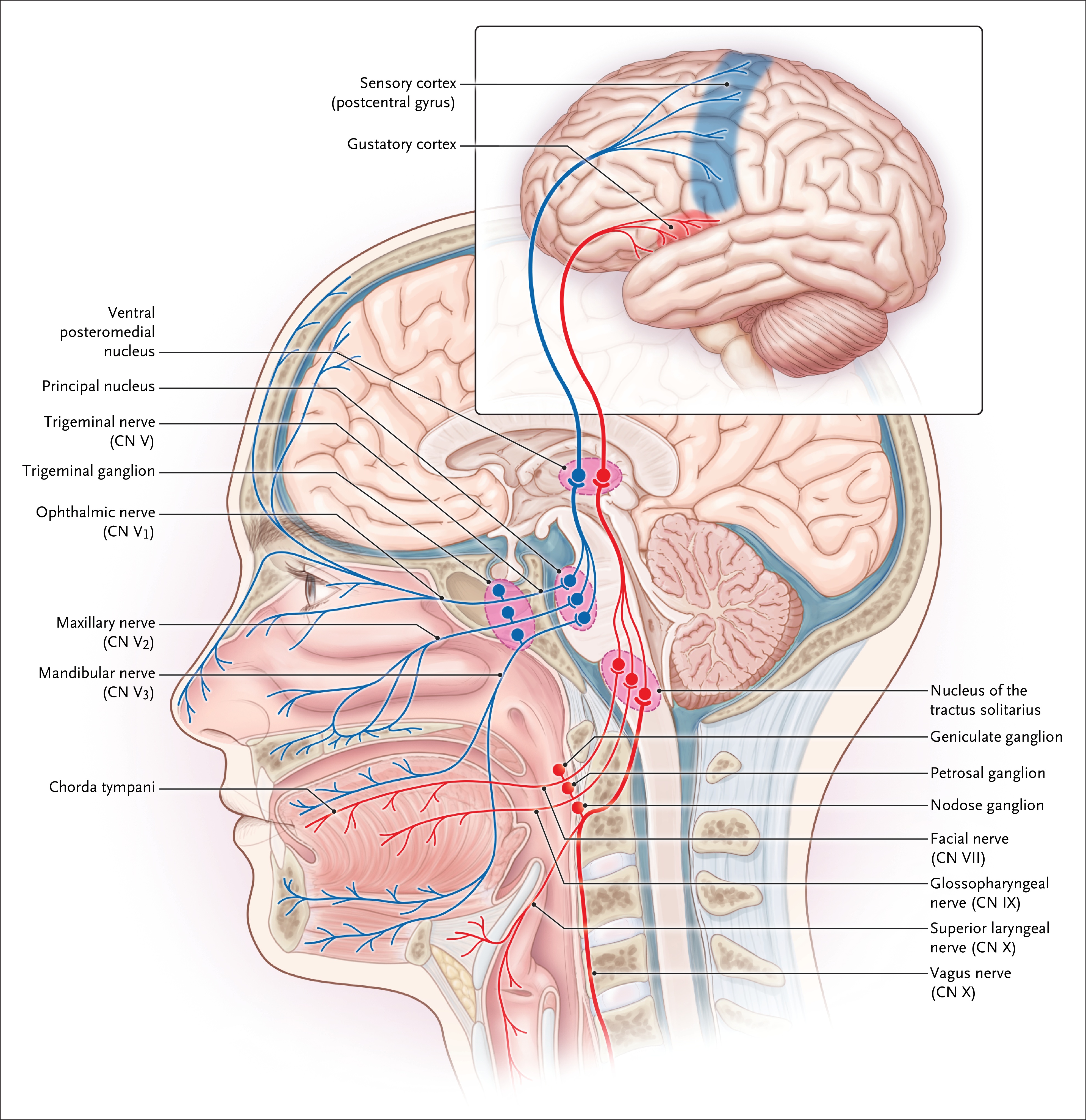 Figure 1. Vascular Supply of the Nasal Septum and Lateral Nasal Wall.