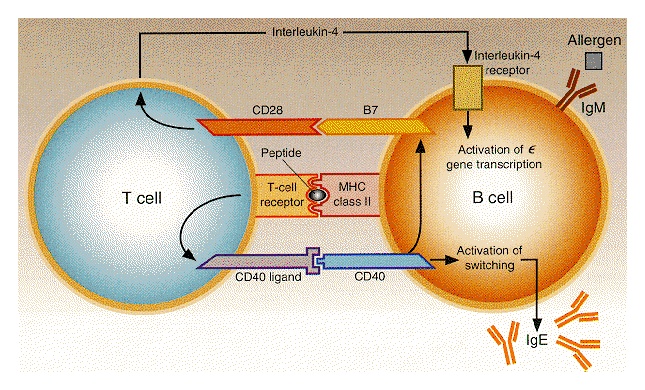 Figure 1. Collaboration of T and B Cells in the Process of Isotype Switching from the Synthesis of IgM to Allergen-Specific IgE Antibody.